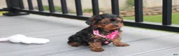 Yorkiepoo dogs for sale: Ella  - Ad 6