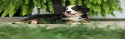Bernese Mountain Dog dogs for sale: SAMSON - Ad 13