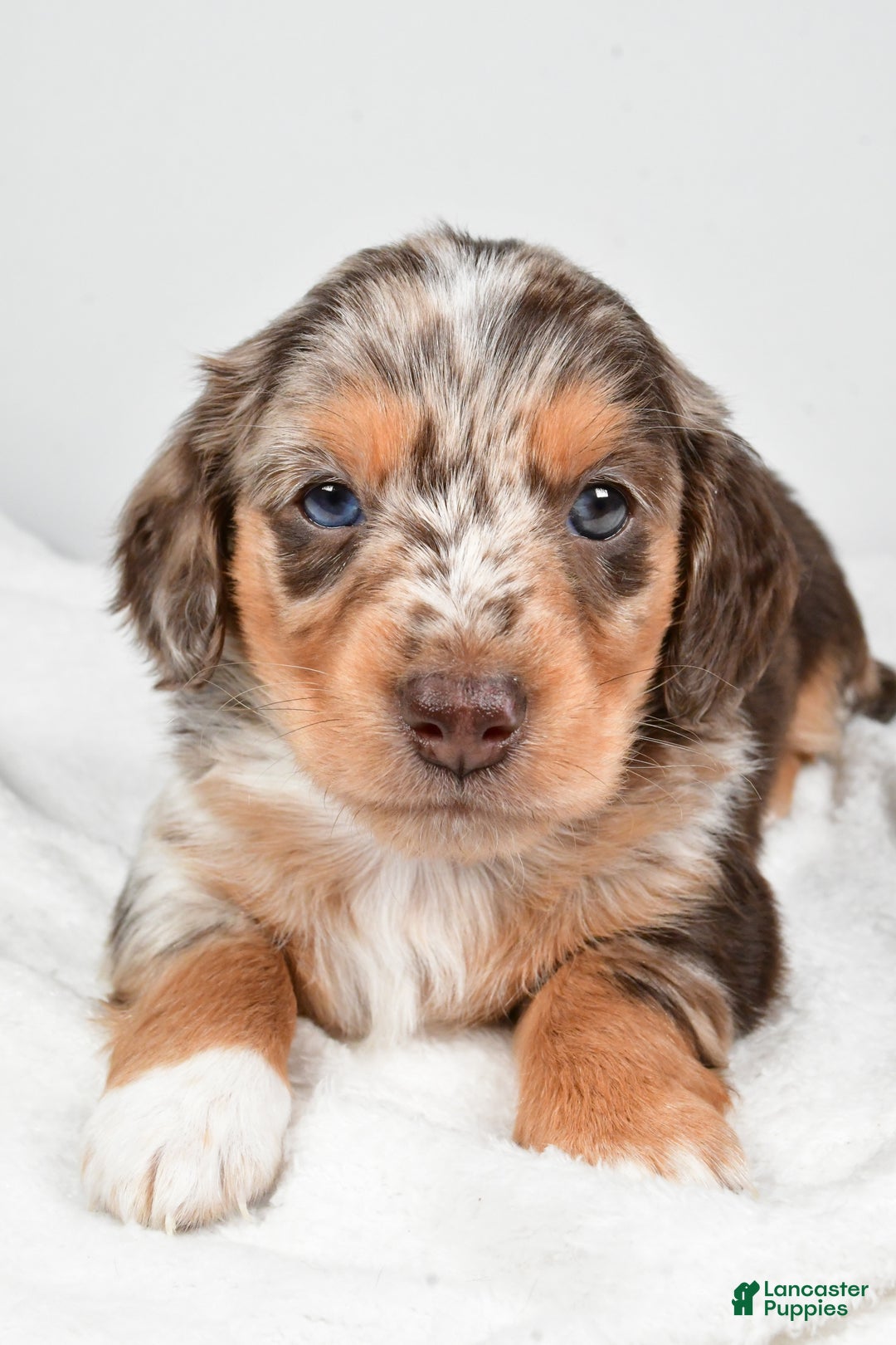 Miniature Dachshund dogs for sale: Charles - Ad 6