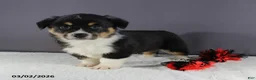 Welsh Corgi Pembroke dogs for sale: Charlie - Ad 6
