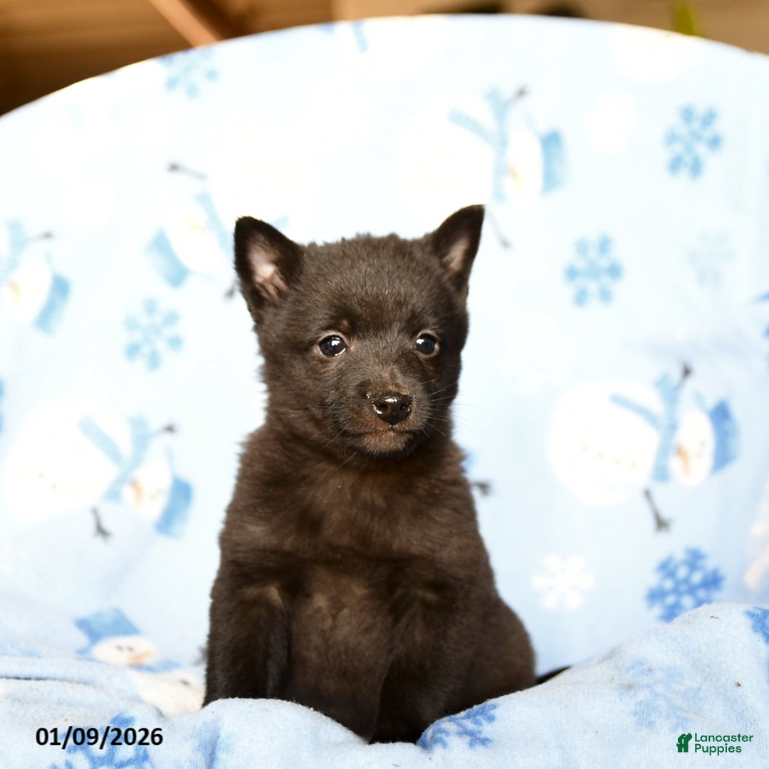 Schipperke dogs for sale: Rumble - Ad 3