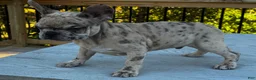 French Bulldog dogs for sale: Armani aka chubs - Ad 7