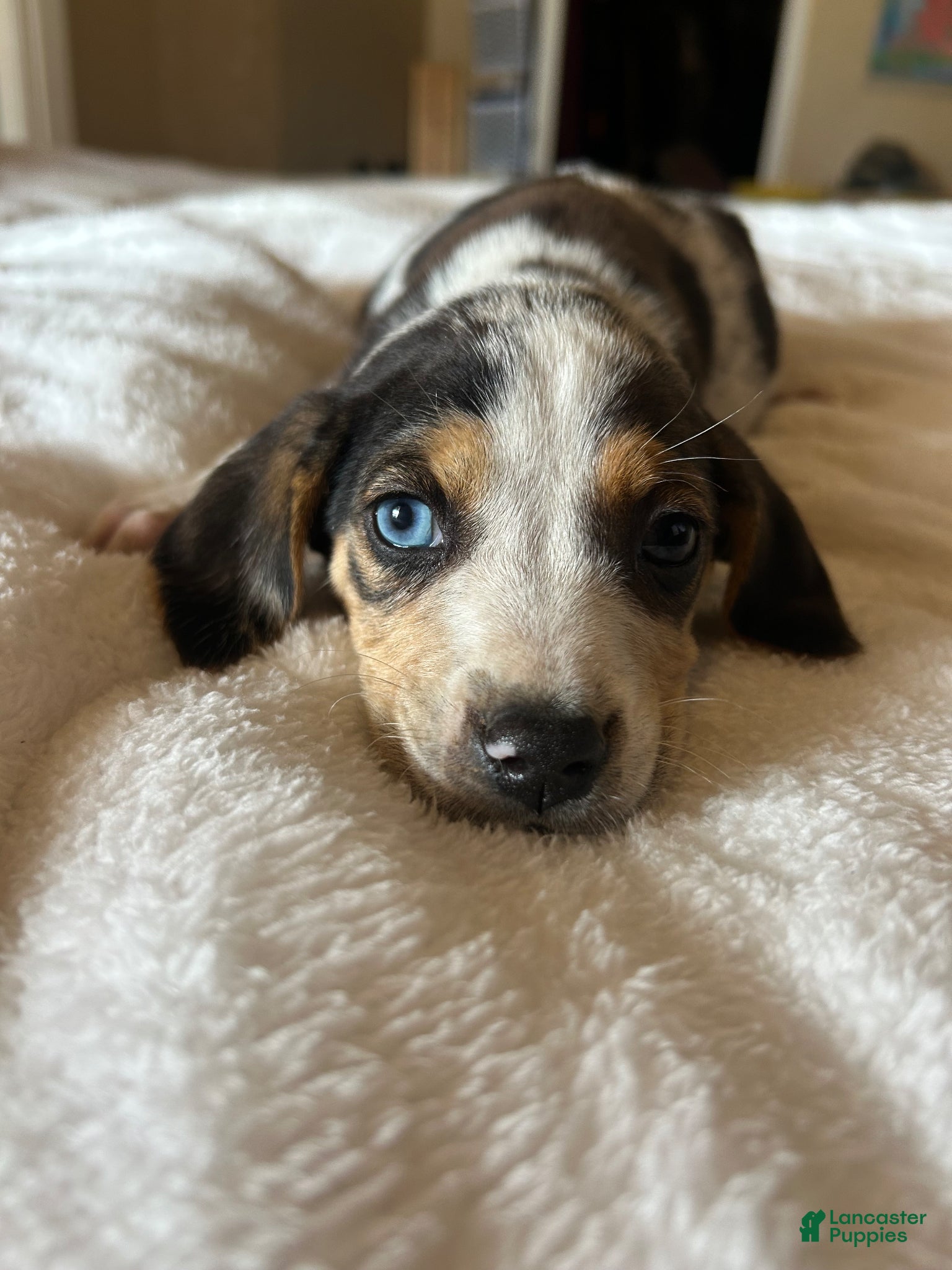 Mixed Breed dogs Willow - Ad 34