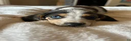 Mixed Breed dogs for sale: Willow - Ad 1