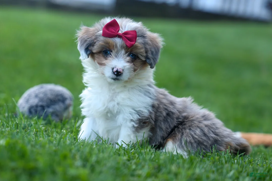 Corgipoo dogs for sale: NANCY - Ad 2