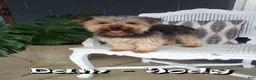Yorkshire Terrier dogs for sale: Lily - Ad 10