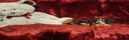 Miniature Dachshund dogs for sale: *RIO* - Ad 2