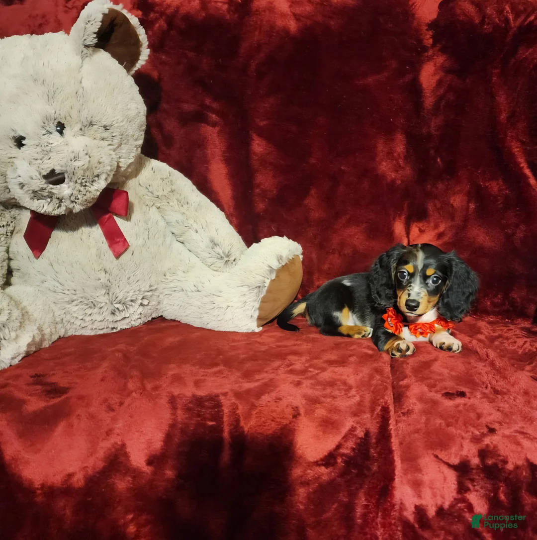 Miniature Dachshund dogs for sale: *RIO* - Ad 2
