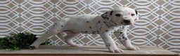 Dalmatian dogs for sale: Tyson - Ad 10