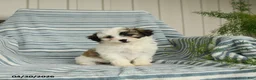 Shihpoo dogs for sale: Sugar - Ad 2