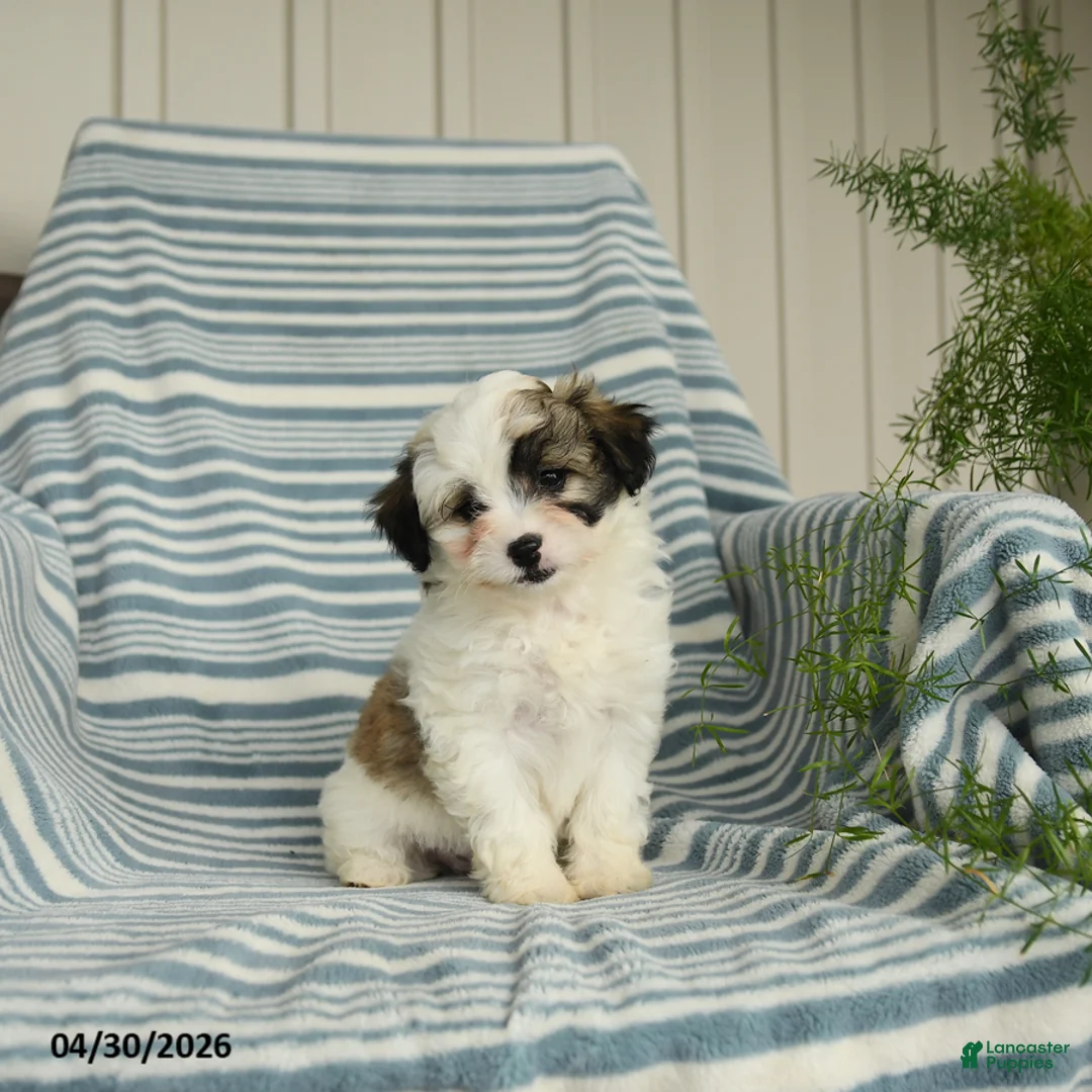 Shihpoo dogs for sale: Sugar - Ad 2