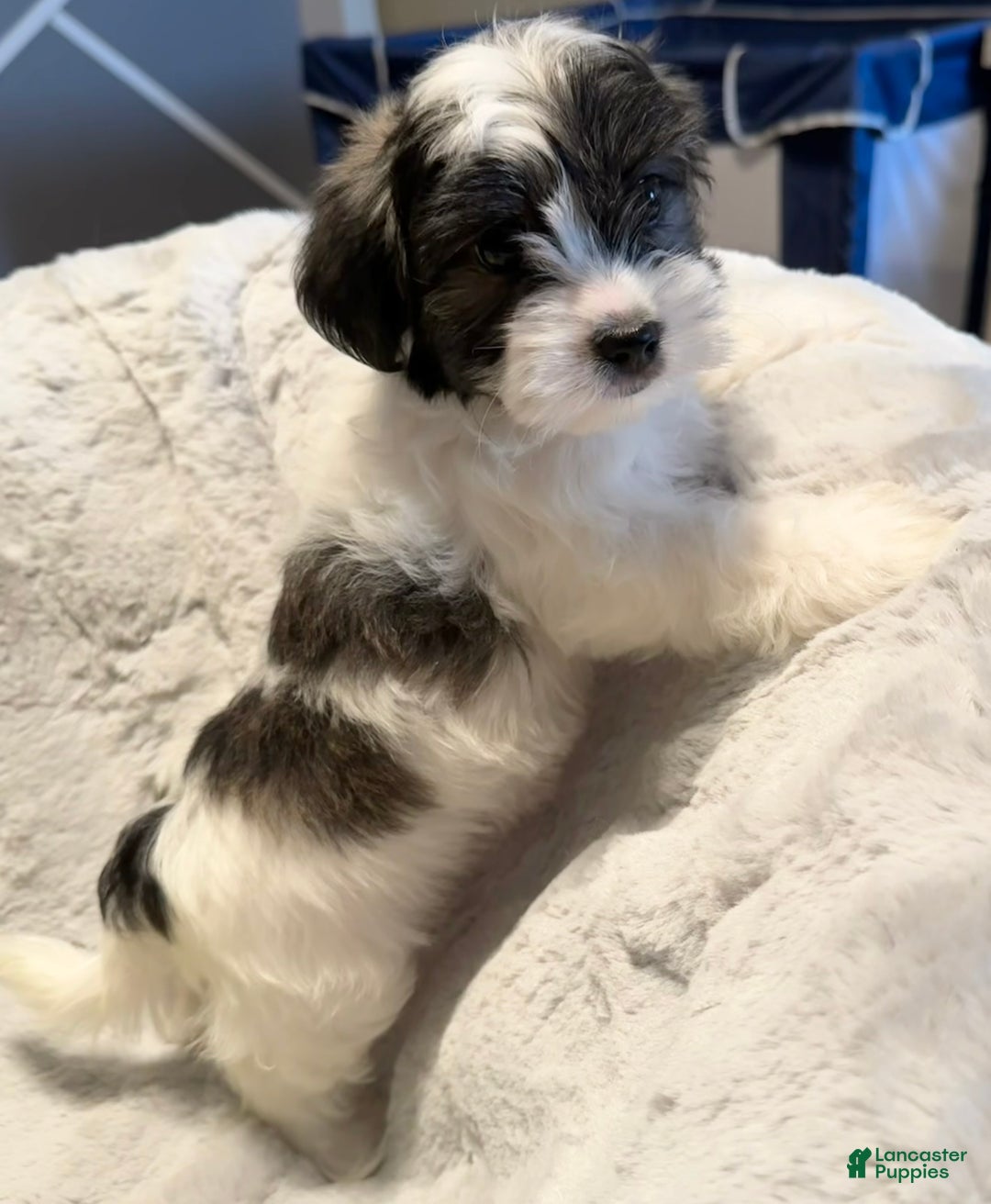 Mixed Breed dogs for sale: Lhatese Breed “Tubby” - Ad 10