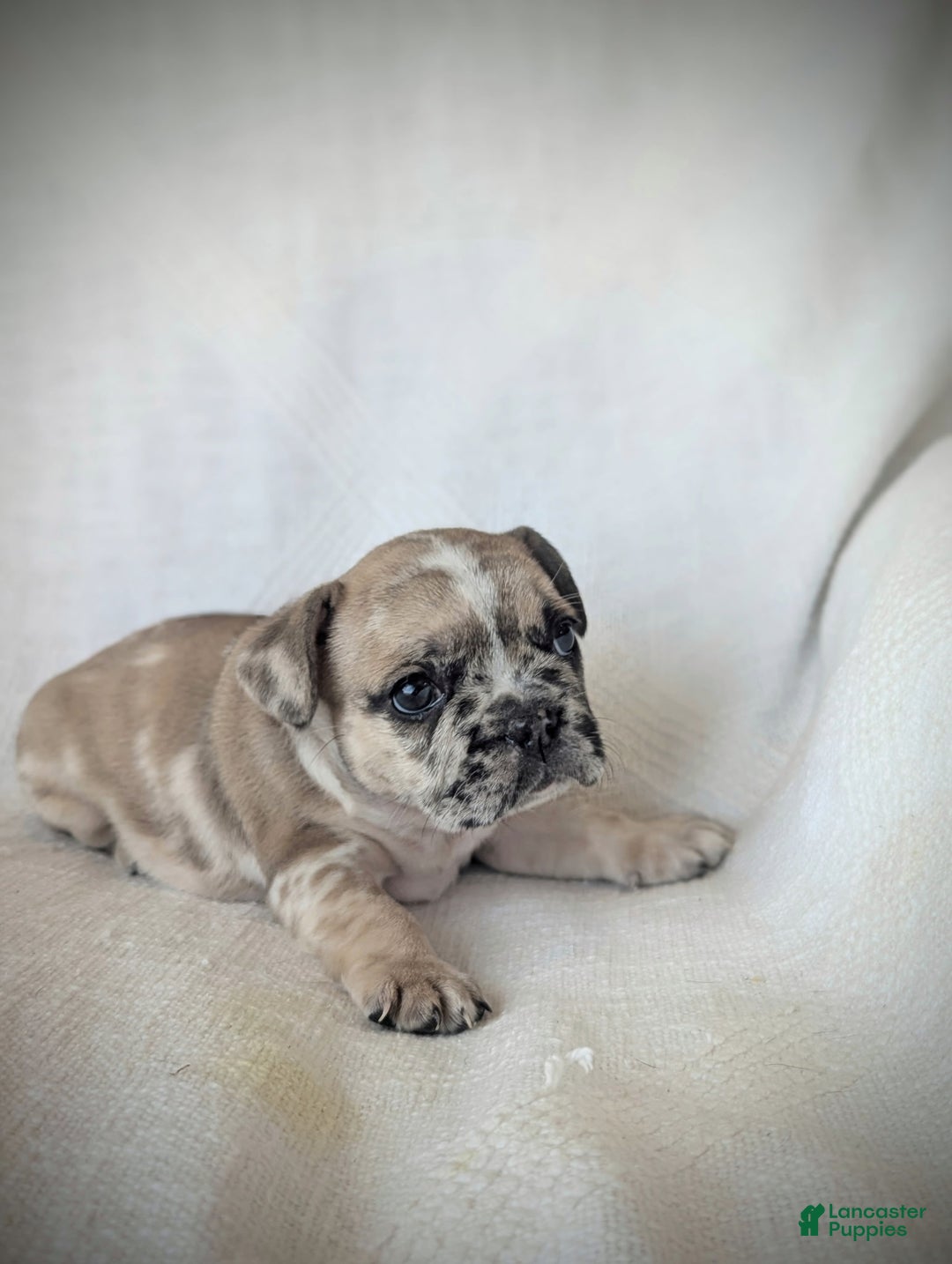 French Bulldog dogs for sale: Lottie - Ad 2