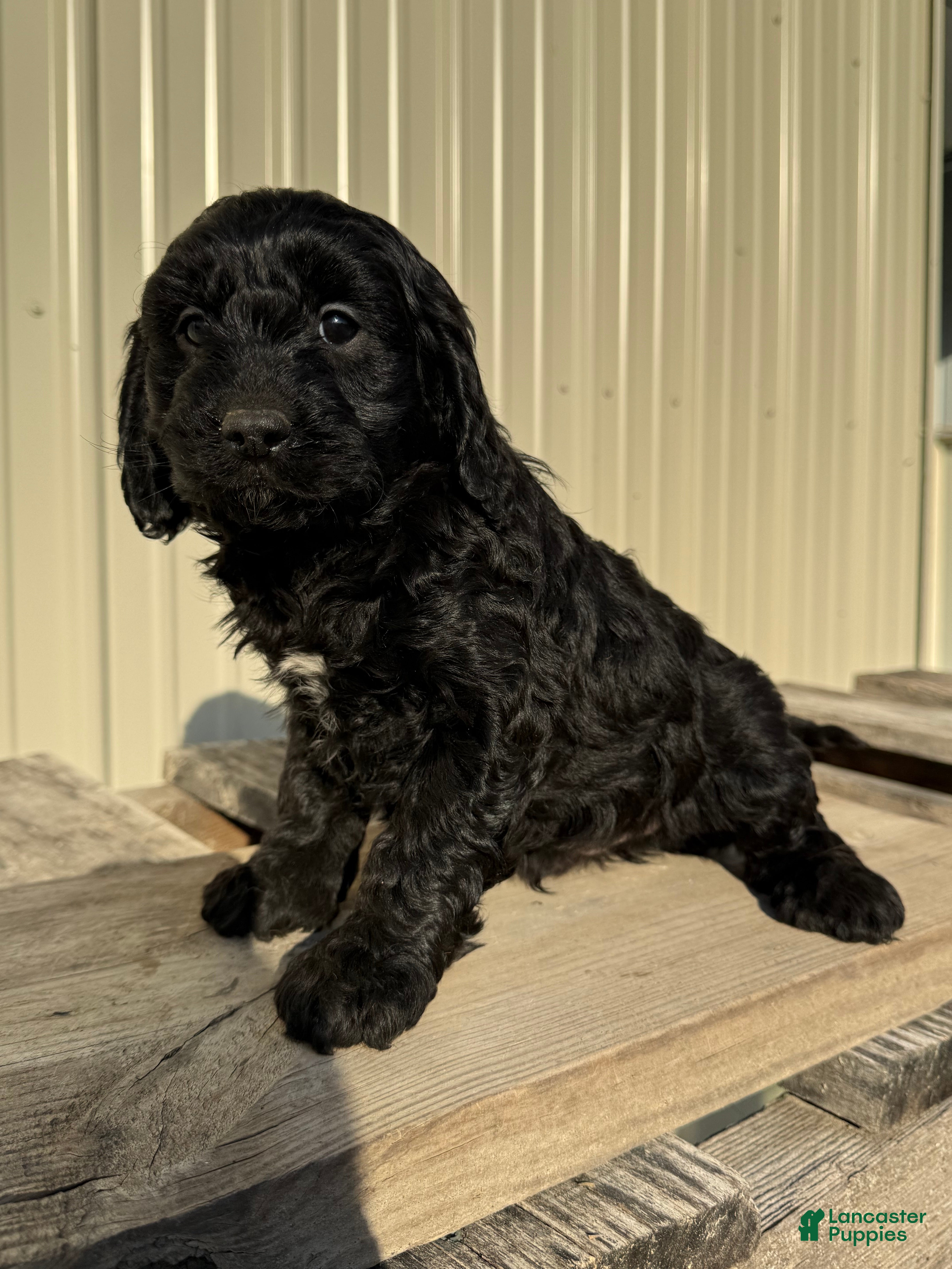 Cavapoo dogs Cavapoo Puppy 2 - Ad 22