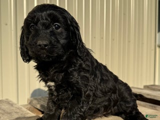 Cavapoo dogs Cavapoo Puppy 2 - Ad 22