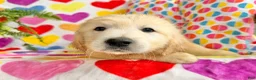 Golden Retriever dogs for sale: Roxy  - Ad 10