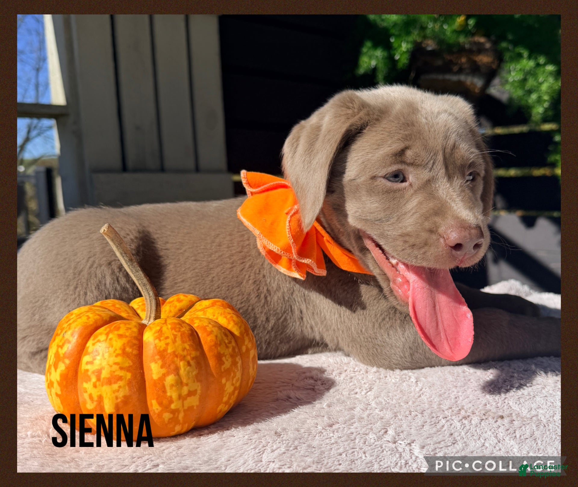 Labrador Retriever dogs for sale: Sienna - Ad 1