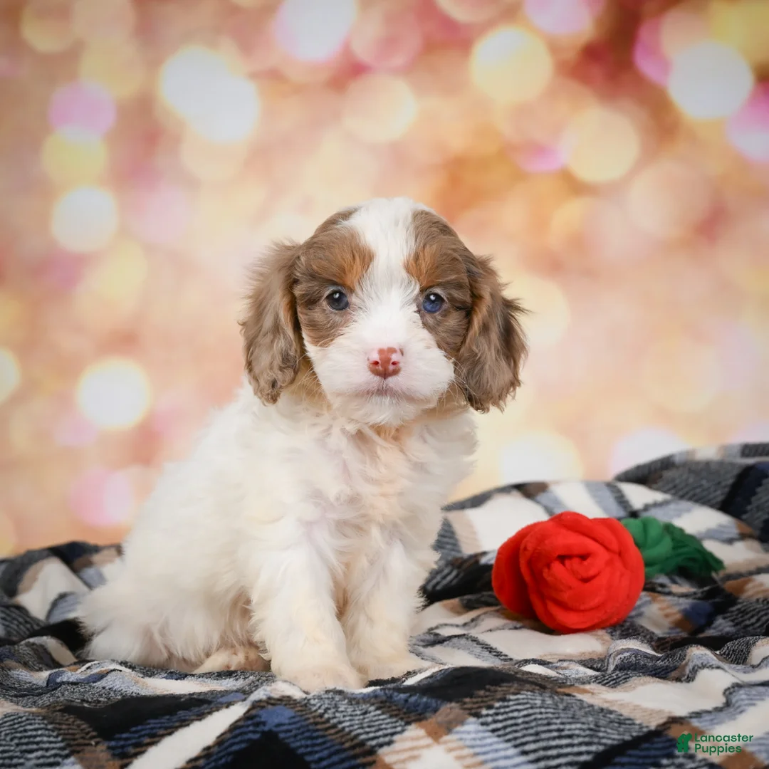 Cavapoo dogs for sale: Senna  - Ad 2