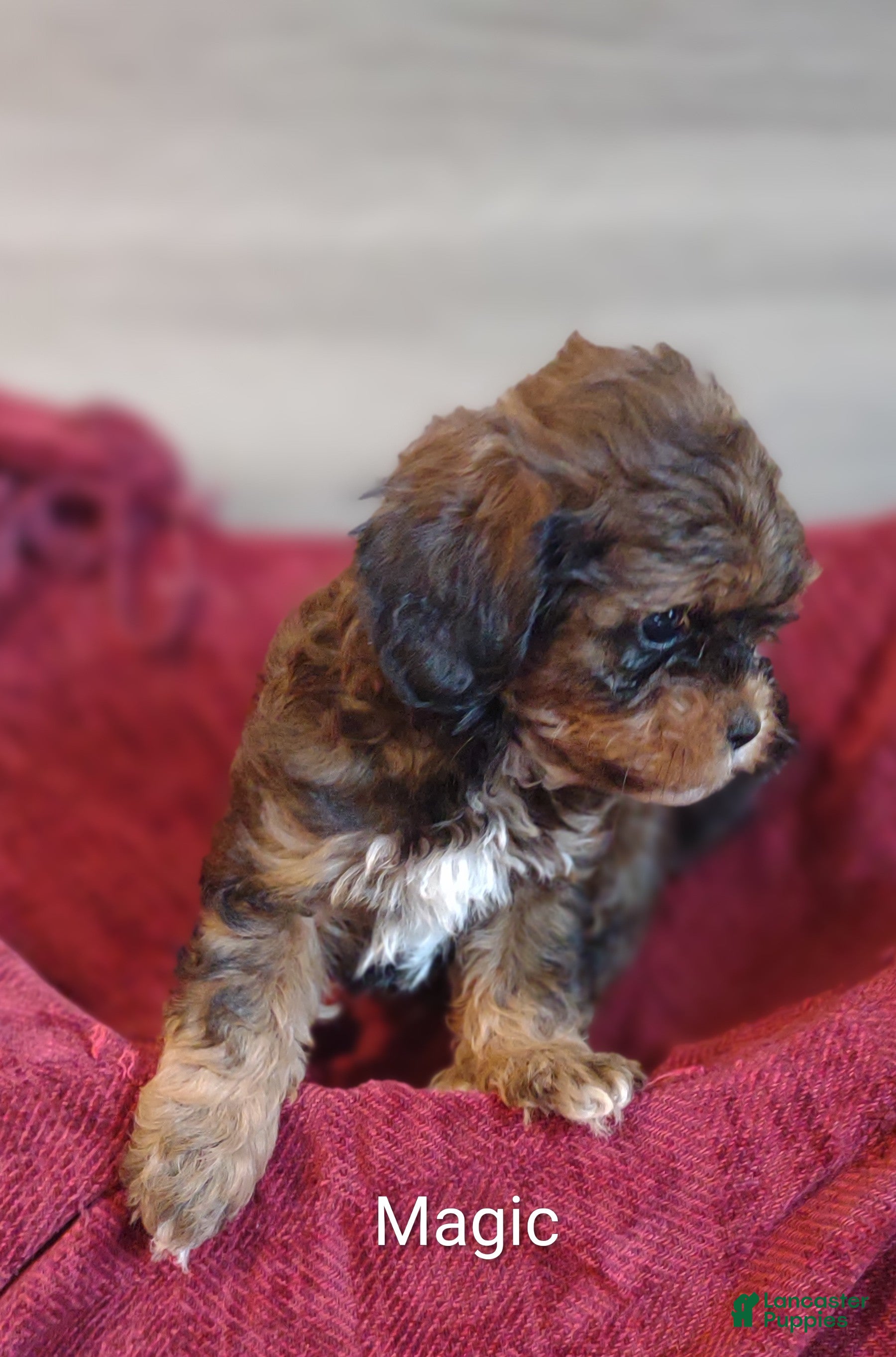 Shihpoo dogs Shihpoo Puppy 1 Magic  - Ad 1