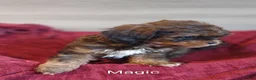 Shihpoo dogs for sale: Shihpoo Puppy 1 Magic  - Ad 2