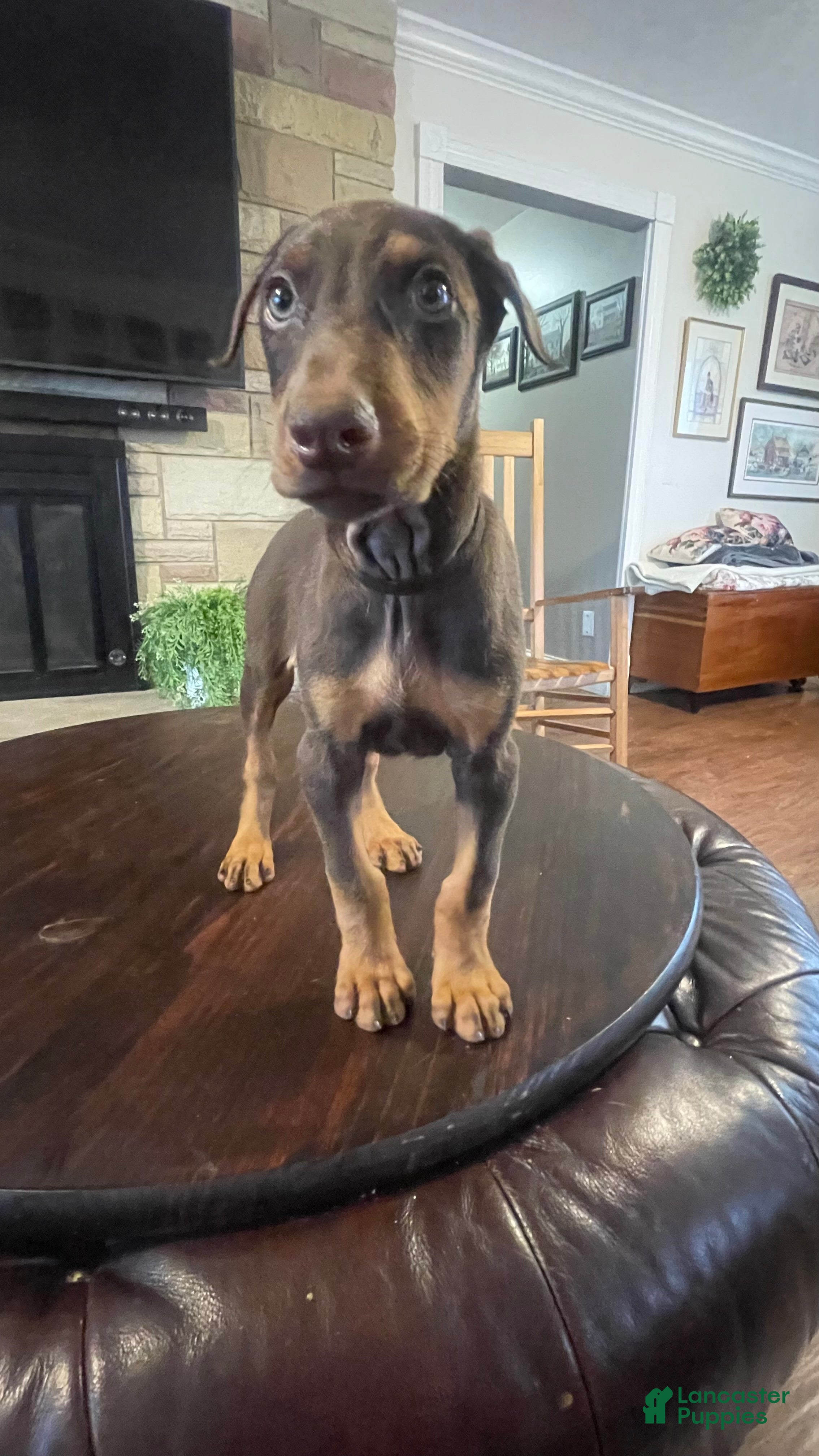Doberman Pinscher dogs Beast - Ad 2