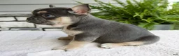 French Bulldog dogs for sale: Natalie - Ad 2