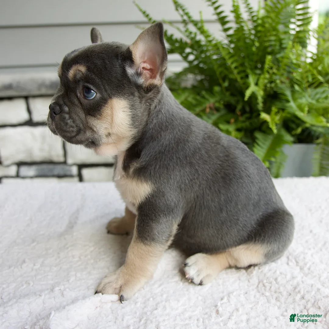 French Bulldog dogs for sale: Natalie - Ad 2
