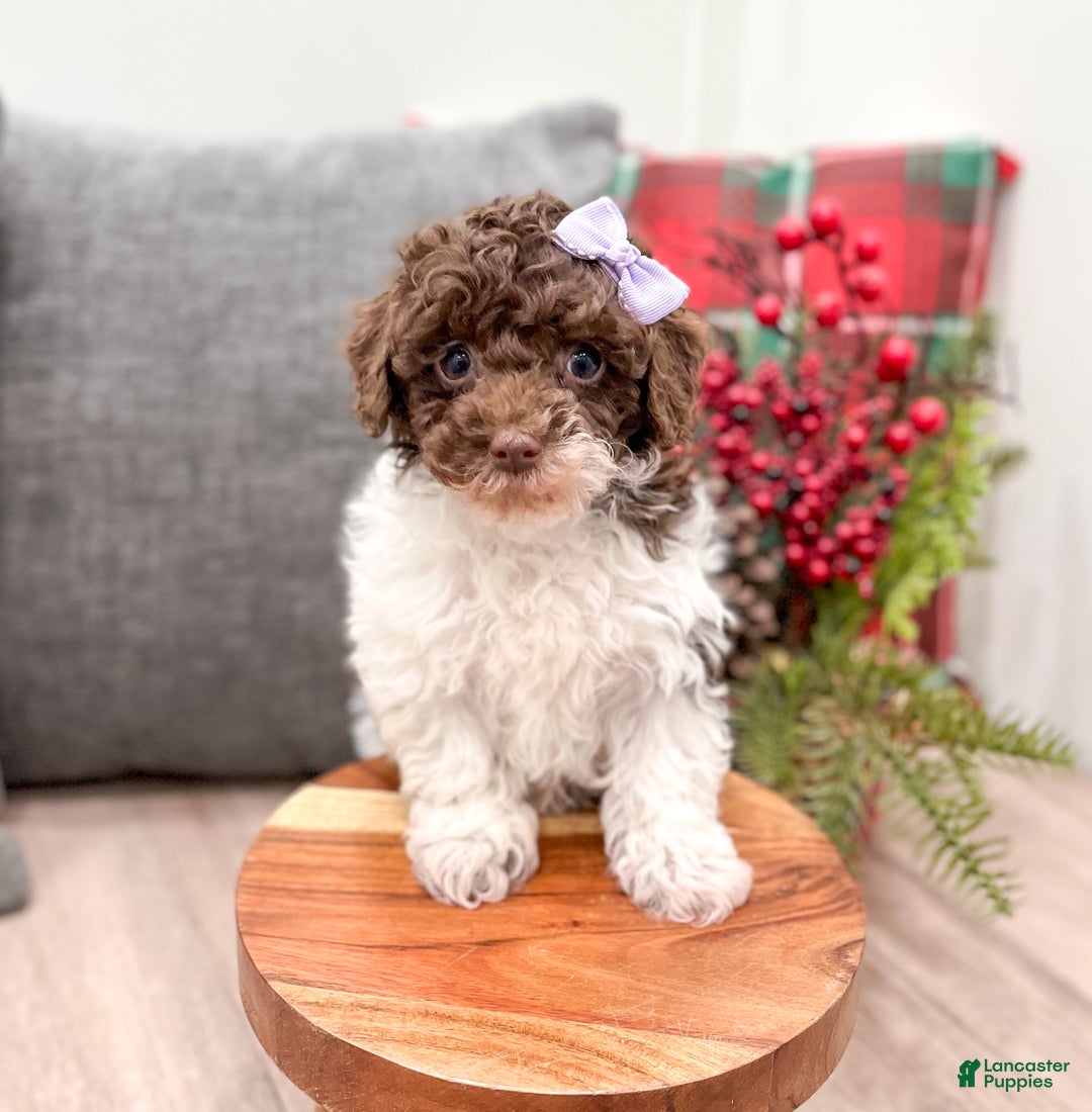 Miniature Poodle dogs for sale: Jasmine - Ad 2