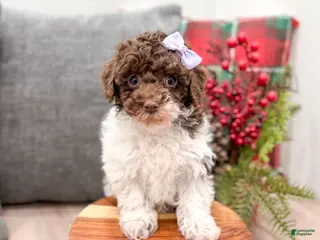 Miniature Poodle dogs for sale: Jasmine - Ad 1