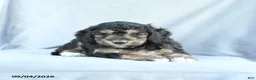 Mini Bernedoodle dogs for sale: Mason - Ad 5