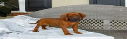 Redbone Coonhound dogs for sale: Bear - Ad 1