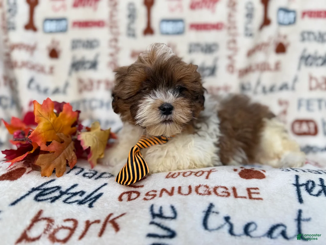 Shihpoo dogs for sale: Travis - Ad 8