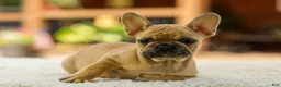 French Bulldog dogs for sale: Ocean – Fawn - Ad 5