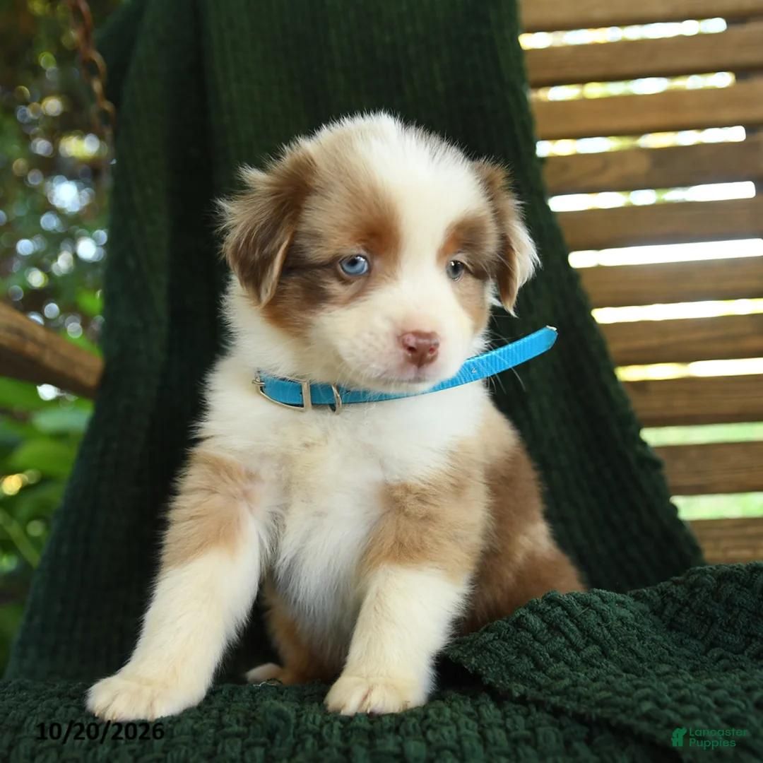 Miniature Australian Shepherd dogs for sale: Ash  - Ad 2