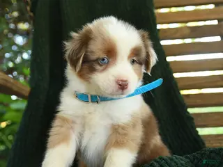 Miniature Australian Shepherd dogs Ash - Ad 2