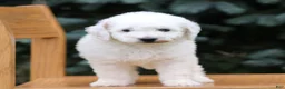 Mini Goldendoodle dogs for sale: Cream  - Ad 3