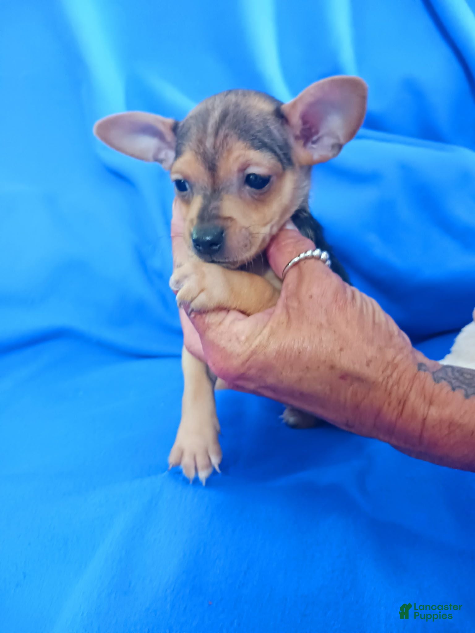 Chihuahua dogs Casanova - Ad 6