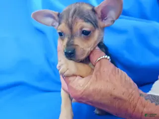 Chihuahua dogs Casanova - Ad 40