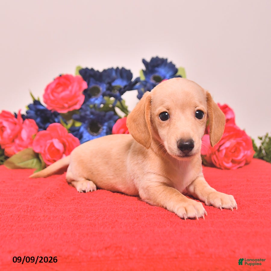 Miniature Dachshund dogs Wyatt - Ad 2