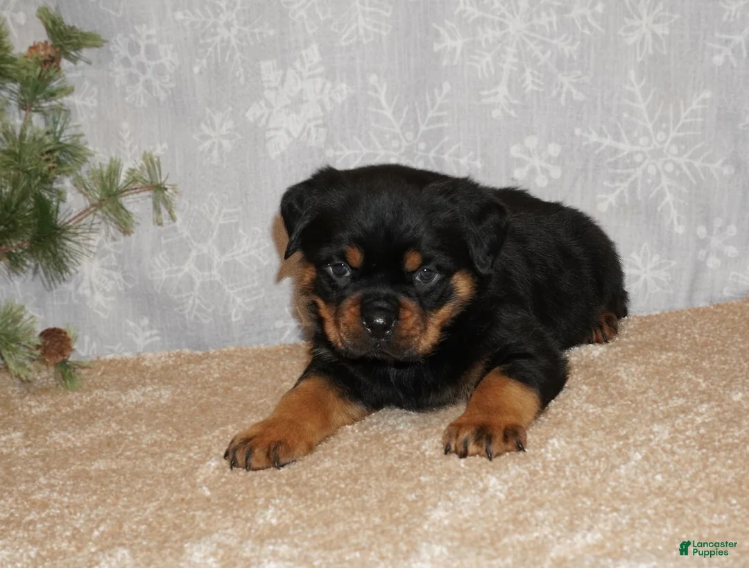 Rottweiler dogs for sale: Duke - Ad 1