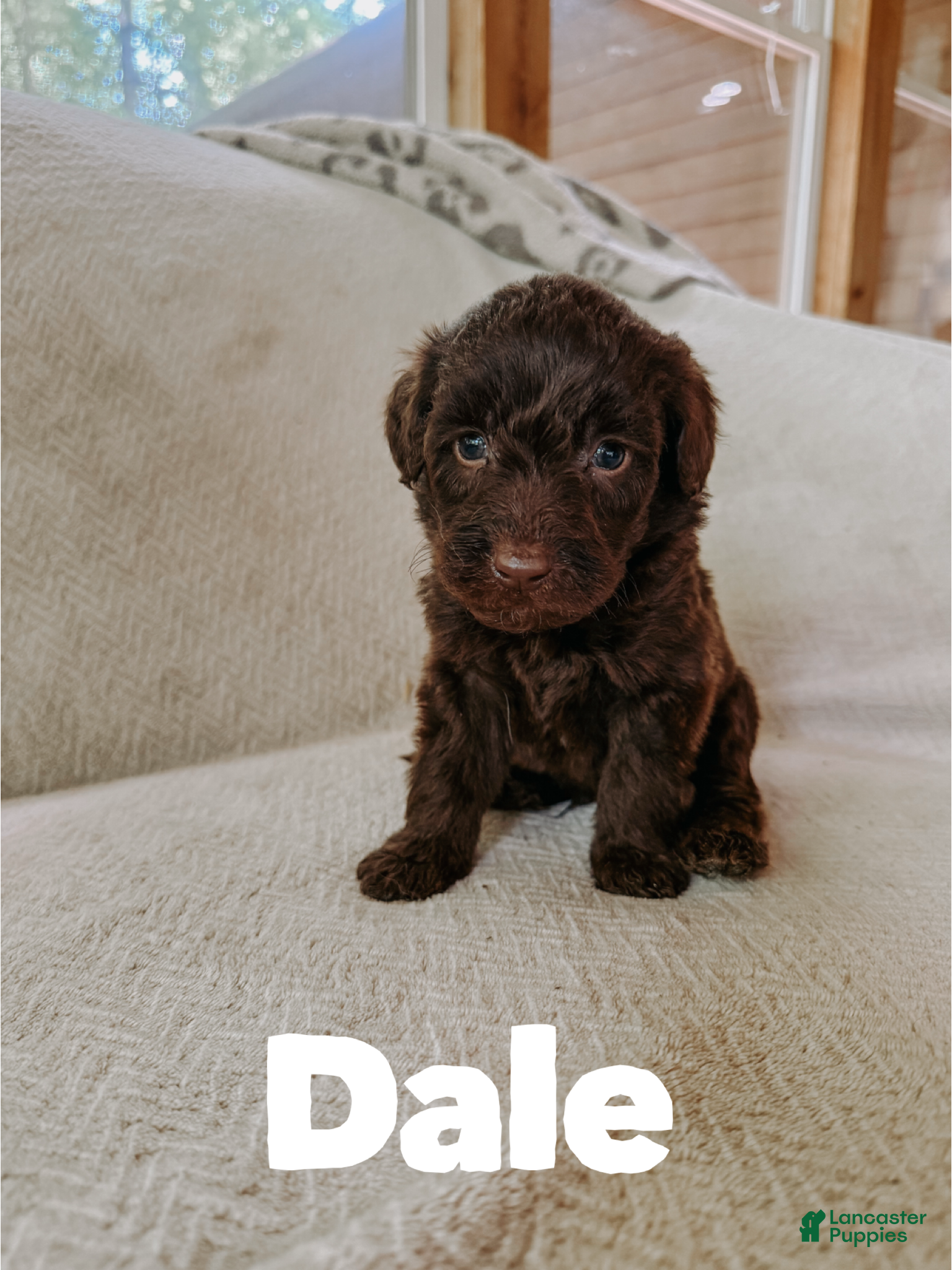 Aussiedoodle dogs Dale - Ad 12