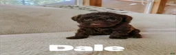 Aussiedoodle dogs for sale: Dale - Ad 4