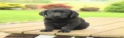 Labrador Retriever dogs for sale: Brody - Ad 2