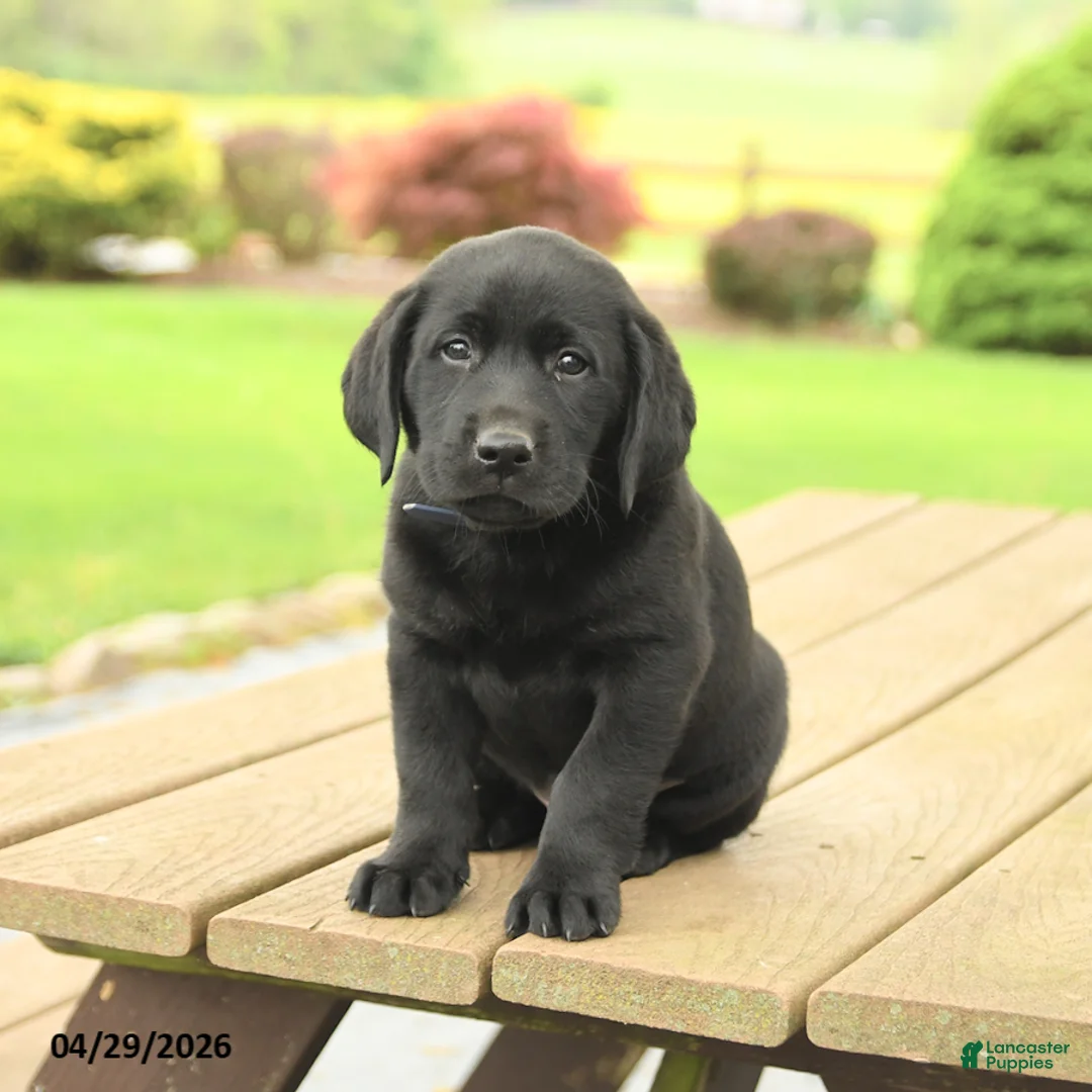 Labrador Retriever dogs for sale: Brody - Ad 2