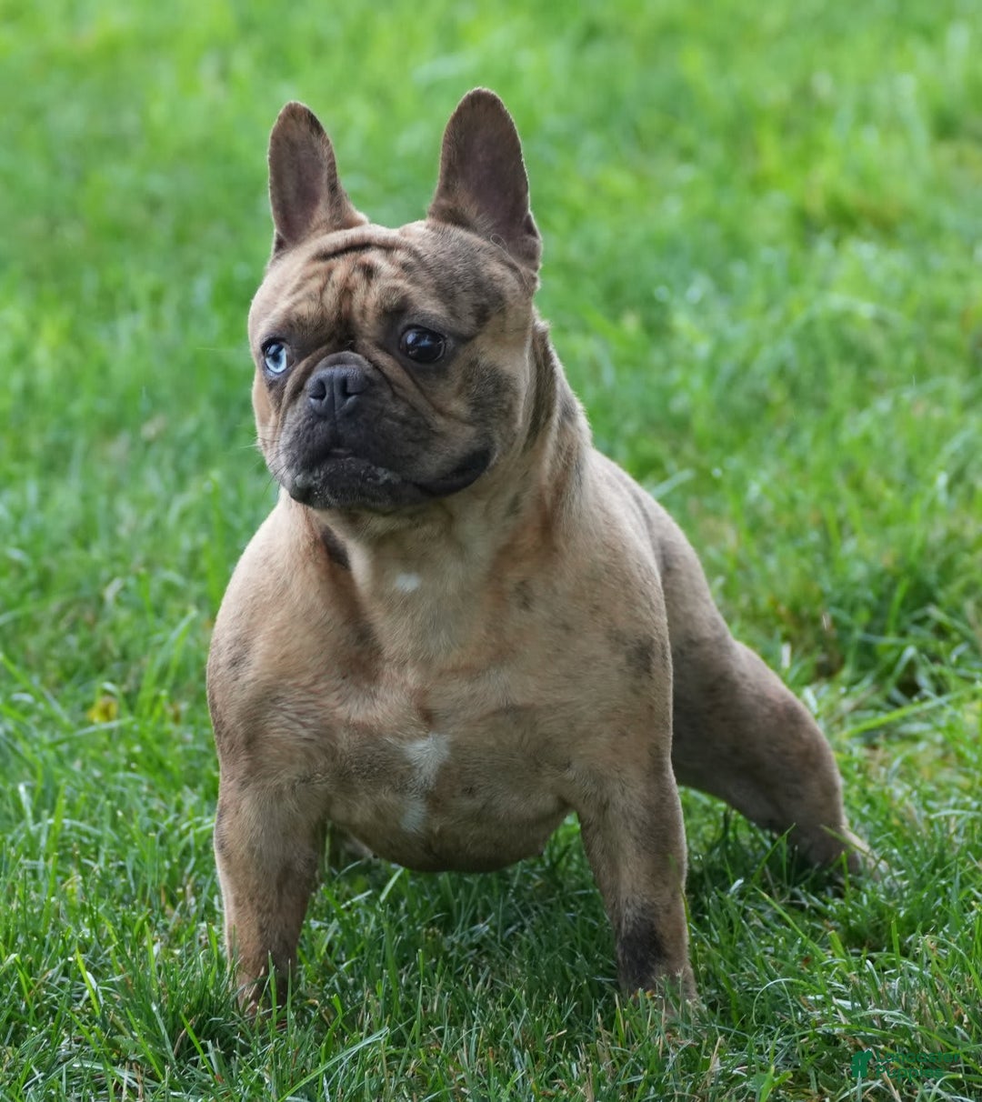 French Bulldog dogs for sale: Jackie - Ad 2
