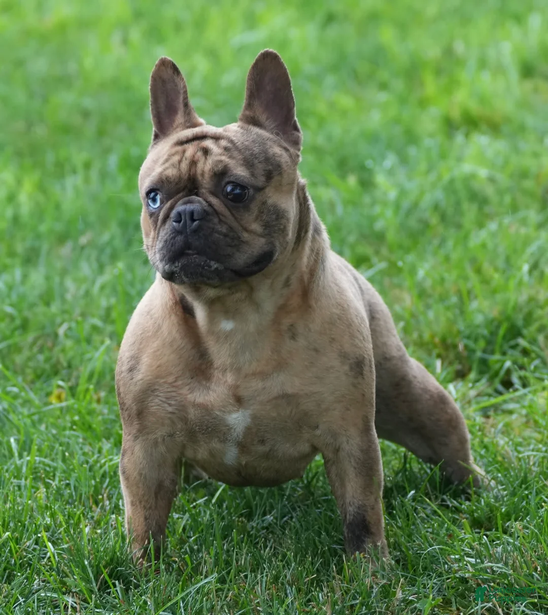 French Bulldog dogs for sale: Jackie - Ad 2