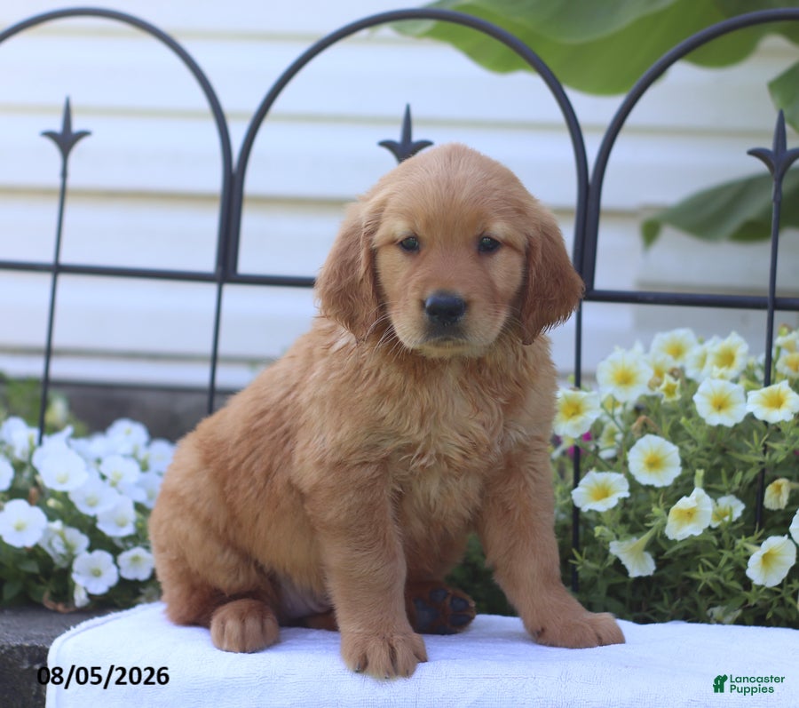 Golden Retriever dogs Cassie - Ad 1