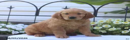Golden Retriever dogs for sale: Cassie - Ad 1