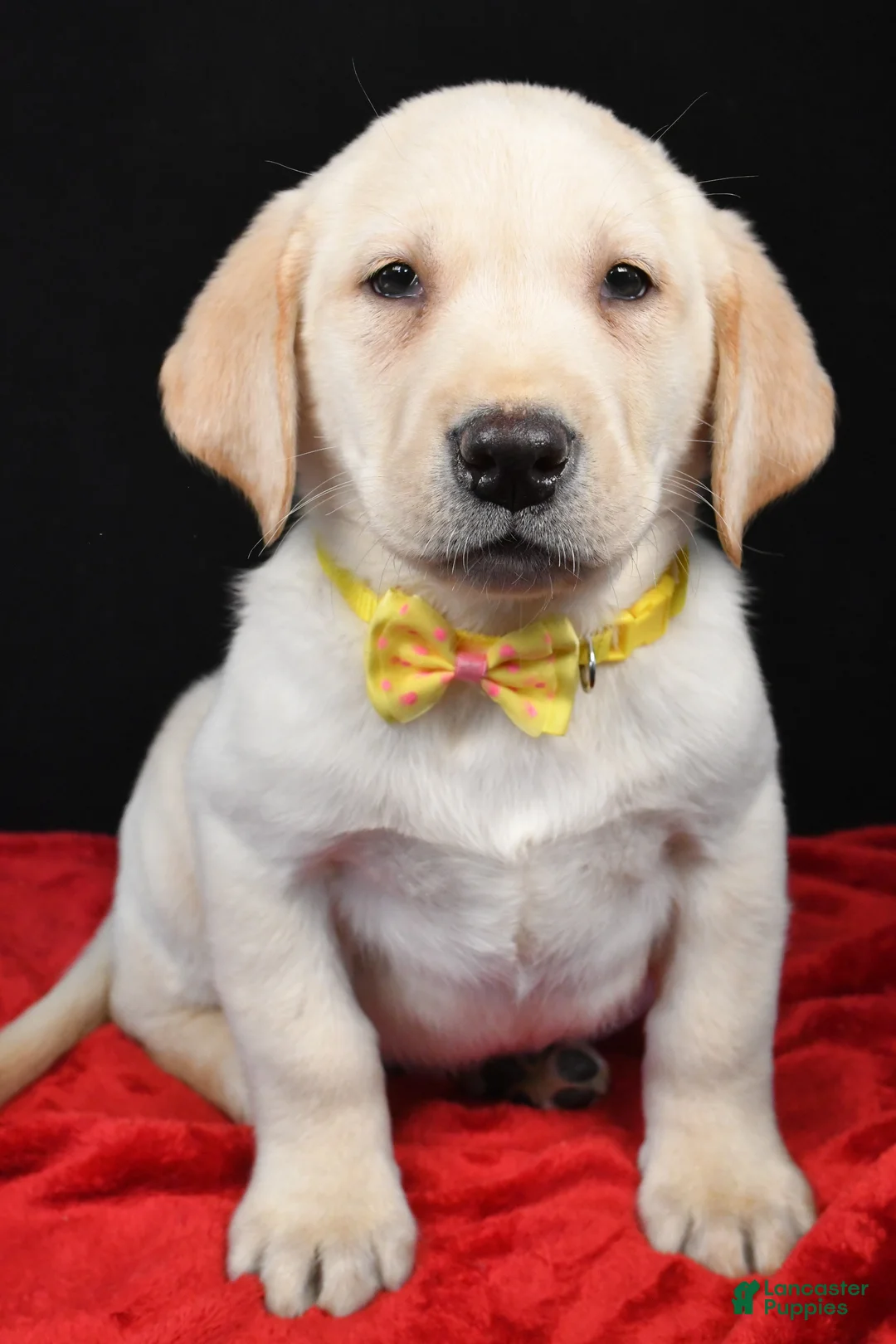 Labrador Retriever dogs for sale: Rizzo - Ad 7