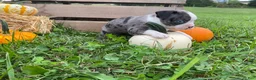 Boston Terrier dogs for sale: Macy - Ad 2